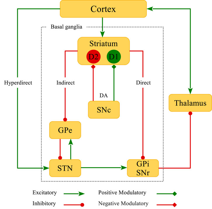 Spike-Timing-Dependent Plasticity Mediated by Dopamine and its Role in Parkinson’s Disease Pathophysiology